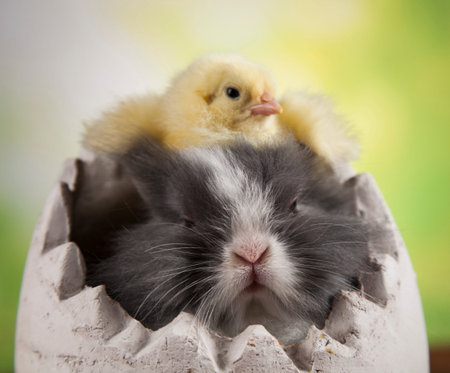 Happy Easter, Chick in bunny