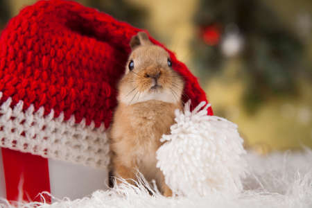 Animal, Rabbit, bunny on Christmas backgroundの写真素材