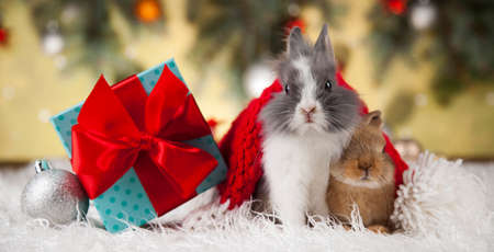 Bunny and Christmas background with winter decorationの写真素材