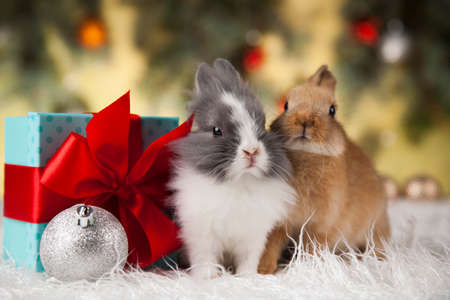Christmas bunnyの写真素材