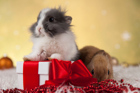 Christmas bunnyの写真素材