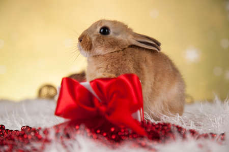 Funny bunny and Christmas background with winter decorationの写真素材