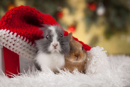 Rabbit, bunny, Gift boxes with red ribbon on Christmas backgroundの写真素材