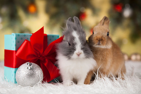Rabbit, bunny, Gift boxes with red ribbon on Christmas backgroundの写真素材