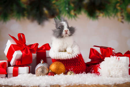 Animal, Rabbit, bunny on Christmas backgroundの写真素材