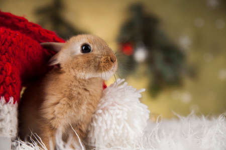 Christmas bunnyの写真素材
