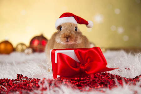 Rabbit, bunny, Gift boxes with red ribbon on Christmas backgroundの写真素材