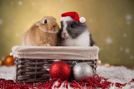 Rabbit, bunny, Gift boxes with red ribbon on Christmas backgroundの写真素材