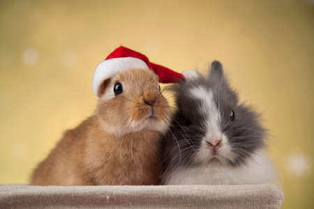 Funny bunny and Christmas background with winter decorationの写真素材