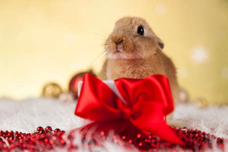 Rabbit, bunny, Gift boxes with red ribbon on Christmas backgroundの写真素材