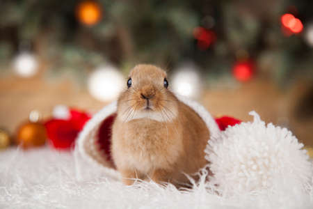 Animal, Rabbit, bunny on Christmas backgroundの写真素材