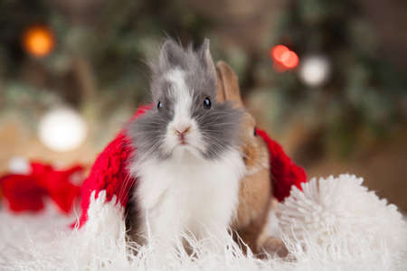Bunny and Christmas background with winter decorationの写真素材