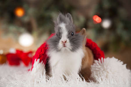 Rabbit, bunny, Gift boxes with red ribbon on Christmas backgroundの写真素材