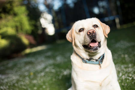 Dog, Labrador Retrieverの写真素材