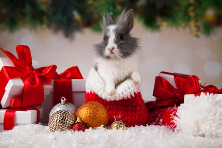 Animal, Rabbit, bunny on Christmas backgroundの写真素材
