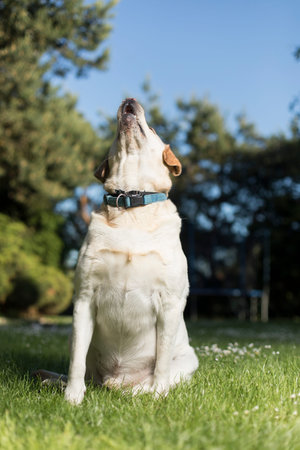Golden Labradorの写真素材