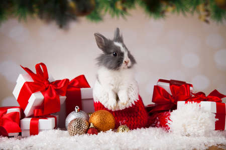 Bunny and Christmas background with winter decorationの写真素材