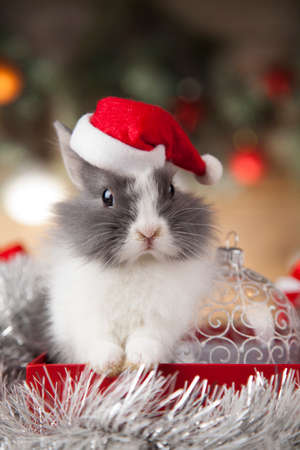 Rabbit, bunny, Gift boxes with red ribbon on Christmas backgroundの写真素材