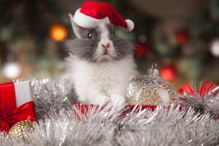 Animal, Rabbit, bunny on Christmas backgroundの写真素材