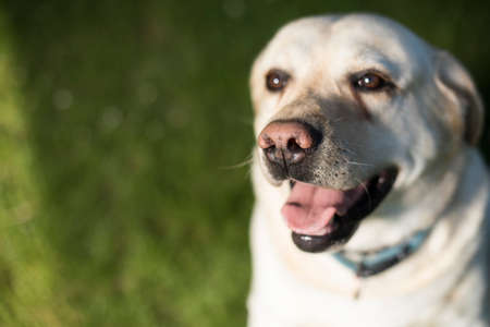 Labrador Retrieverの写真素材