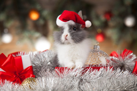 Rabbit, bunny, Gift boxes with red ribbon on Christmas backgroundの写真素材