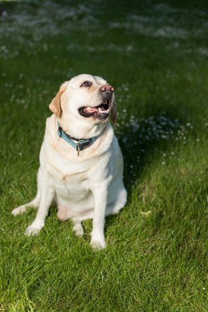 Labrador Retrieverの写真素材