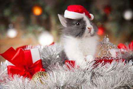 Bunny and Christmas background with winter decorationの写真素材