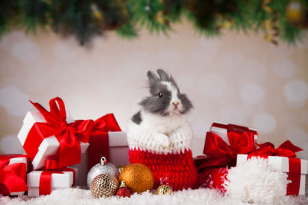 Animal, Rabbit, bunny on Christmas backgroundの写真素材