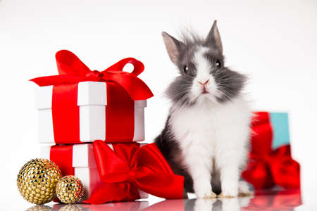 Animal, Rabbit, bunny on Christmas backgroundの写真素材