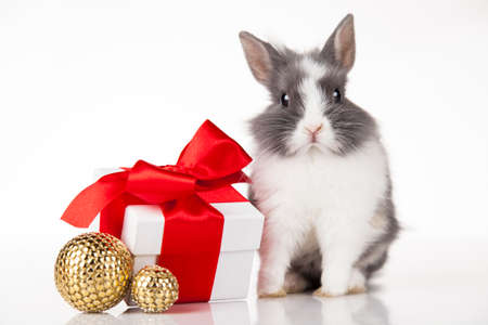 Christmas bunnyの写真素材