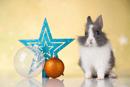 Bunny and Christmas background with winter decorationの写真素材