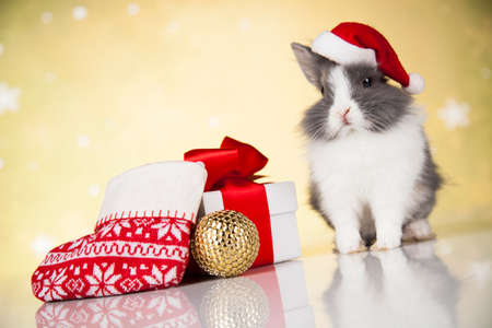 Animal, Rabbit, bunny on Christmas backgroundの写真素材