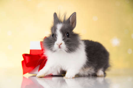 Animal, Rabbit, bunny on Christmas backgroundの写真素材