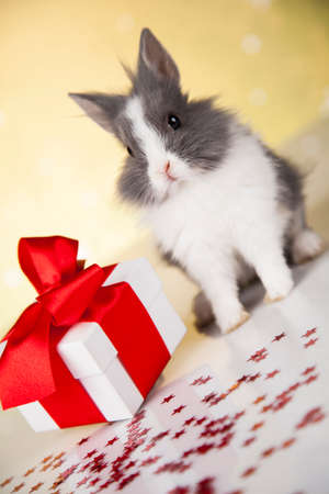 Funny bunny and Christmas background with winter decorationの写真素材