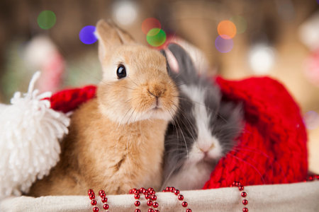 Christmas bunnyの写真素材
