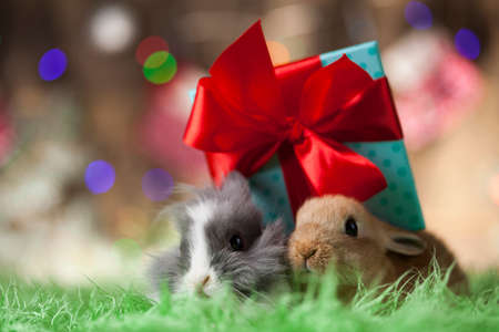 Christmas bunnyの写真素材