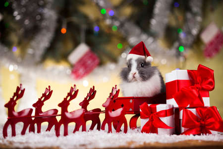 Bunny and Christmas background with winter decorationの写真素材