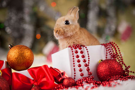 Christmas bunnyの写真素材