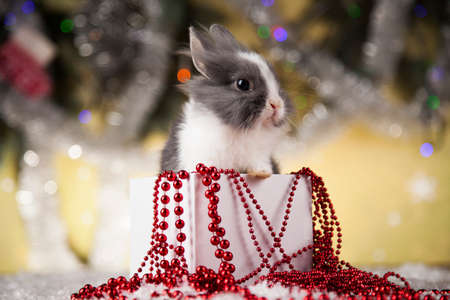 Bunny and Christmas background with winter decorationの写真素材