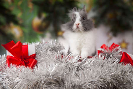 Animal, Rabbit, bunny on Christmas backgroundの写真素材