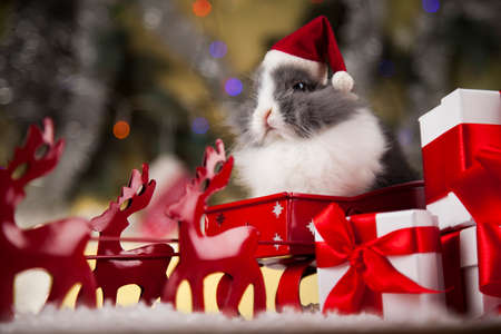 Funny bunny and Christmas background with winter decorationの写真素材