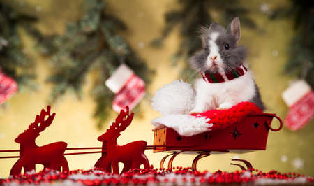 Rabbit, bunny, Gift boxes with red ribbon on Christmas backgroundの写真素材