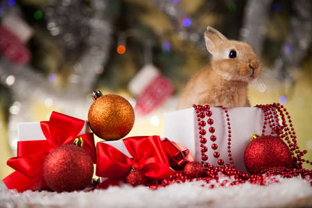 Animal, Rabbit, bunny on Christmas backgroundの写真素材