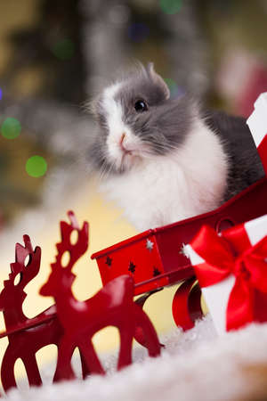Animal, Rabbit, bunny on Christmas backgroundの写真素材