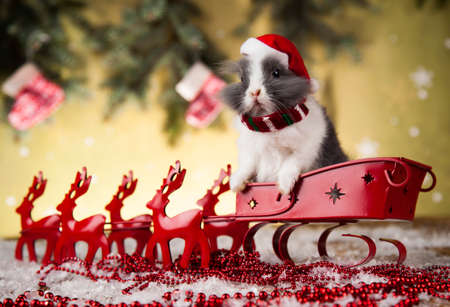 Christmas bunnyの写真素材