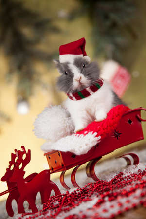 Christmas bunnyの写真素材