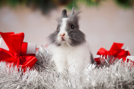 Funny bunny and Christmas background with winter decorationの写真素材
