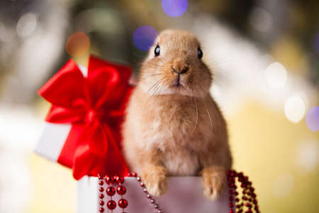 Animal, Rabbit, bunny on Christmas backgroundの写真素材