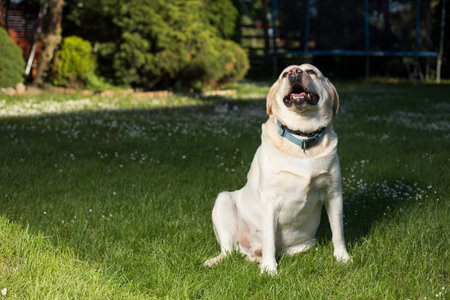 Labrador Retrieverの写真素材