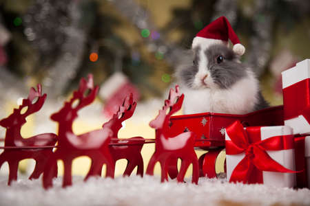 Christmas bunnyの写真素材